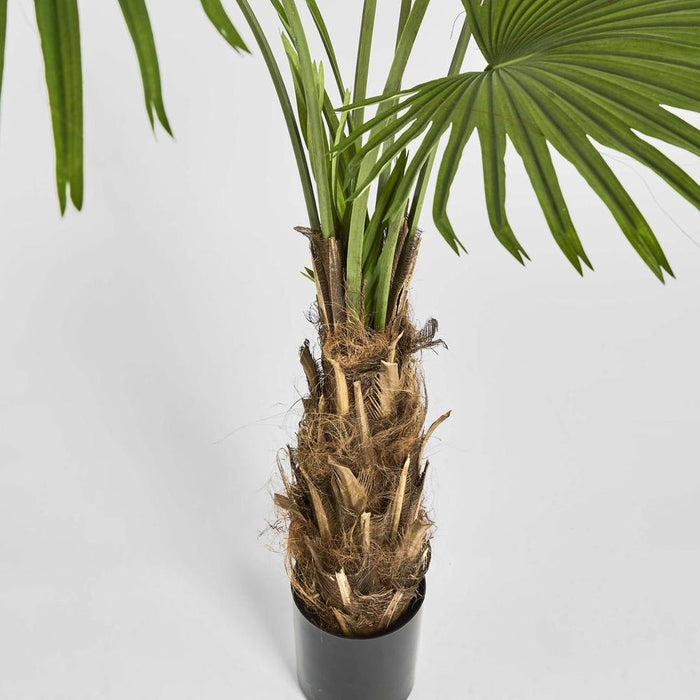 Fan Palm Tree 200cm Green