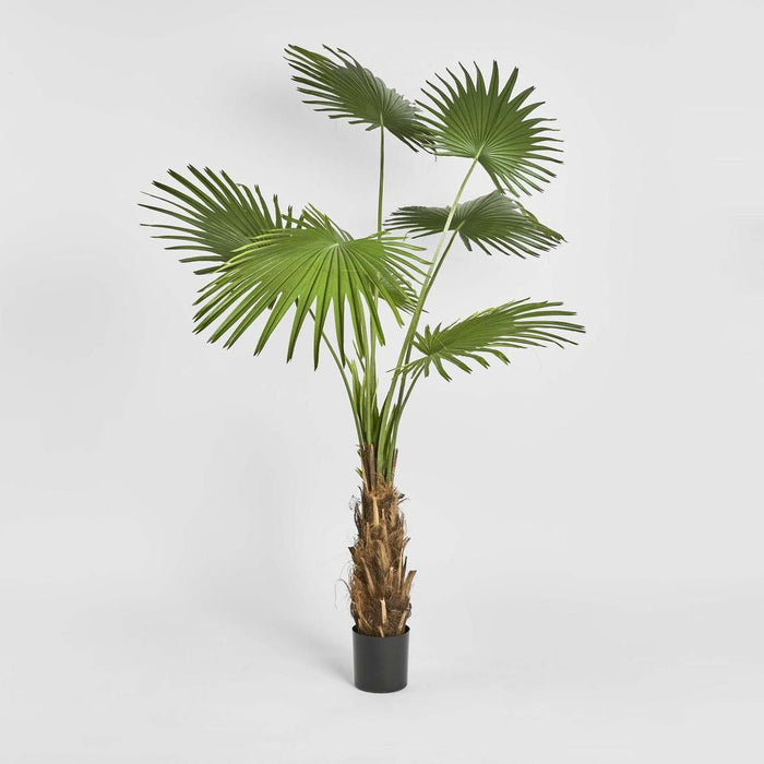Fan Palm Tree 200cm Green