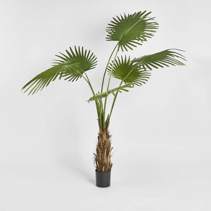 Fan Palm Tree 200cm Green