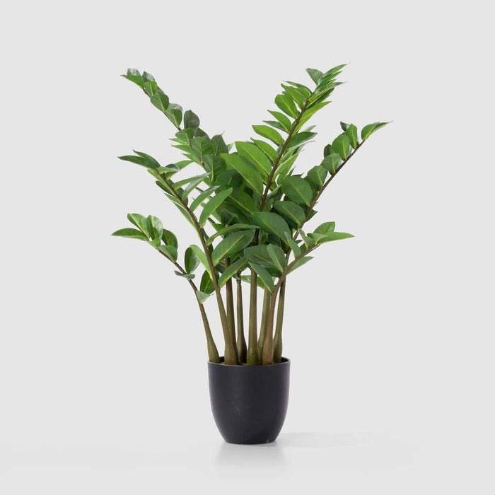 Real Touch Zanzibar 75cm