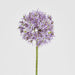 Allium Flower Stem 74cm Lavender Purple - Pack of 12