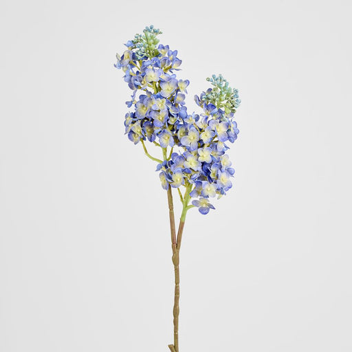 Baby Delphinium Blue 62cm - Pack of 12