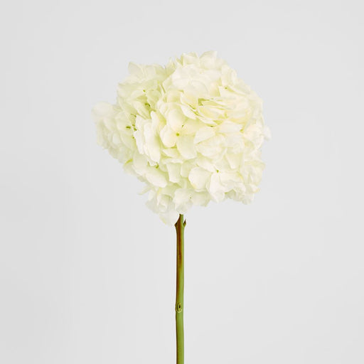 Round Head Hydrangea White 62cm - Pack of 12