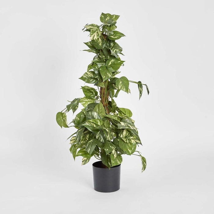 Pothos Vines Plant on Coconut Pole 90cm
