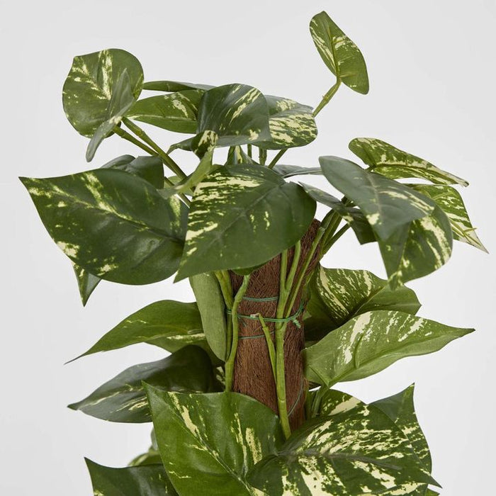 Pothos Vines Plant on Coconut Pole 90cm