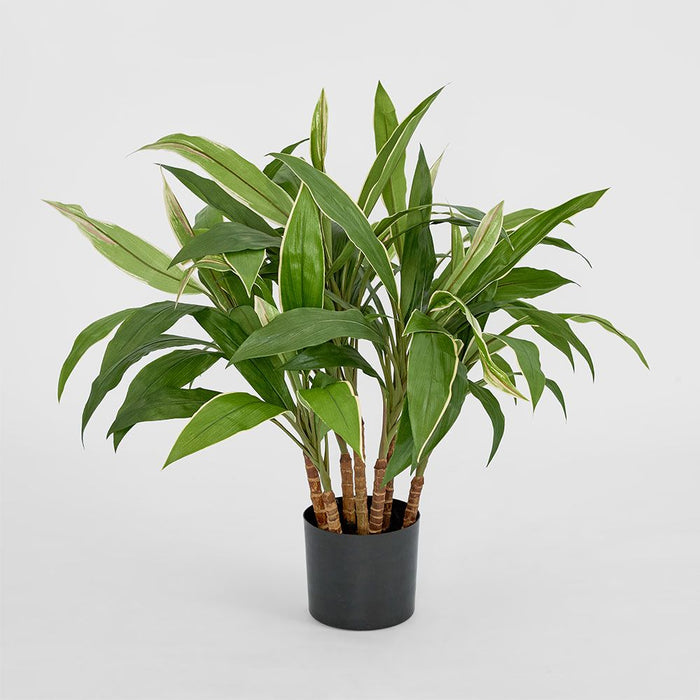 Cordyline Tree 80cm