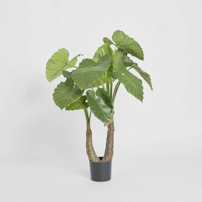 Alocasia Calidora Plant 100cm