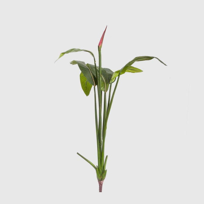 Bird of Paradise Bud 137cm