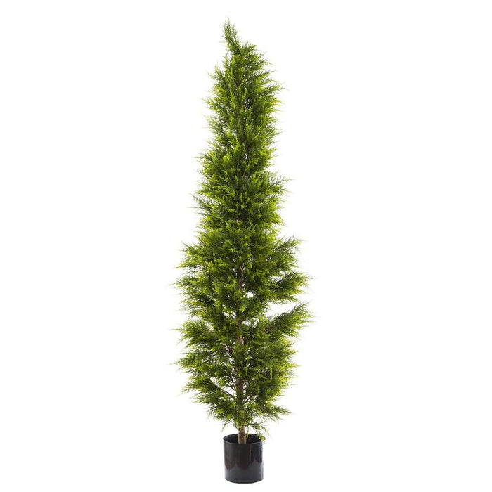 Cypress Pine Tree 200cm