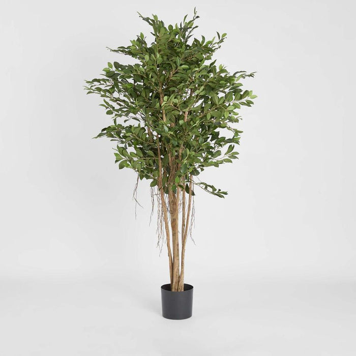Ficus Retusa 180cm