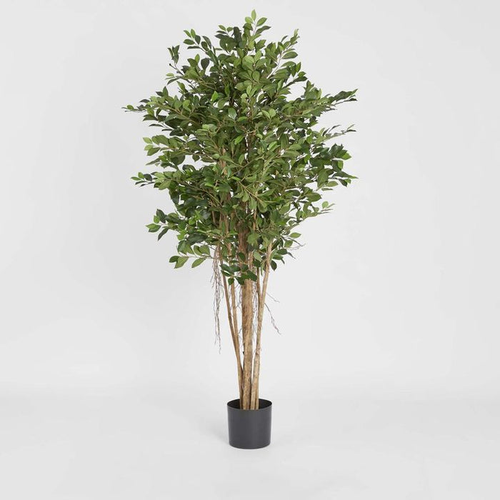 Ficus Retusa 180cm