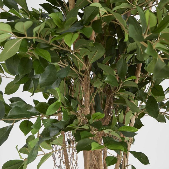 Ficus Retusa 180cm