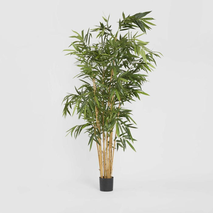 Giant Bamboo Tree 240cm