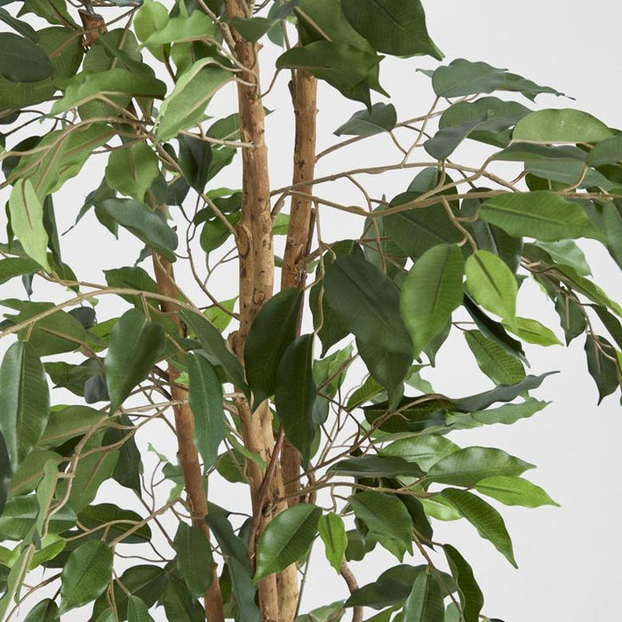 Ficus Tree 170cm