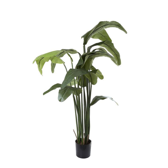 Travellers Palm Tree 180cm