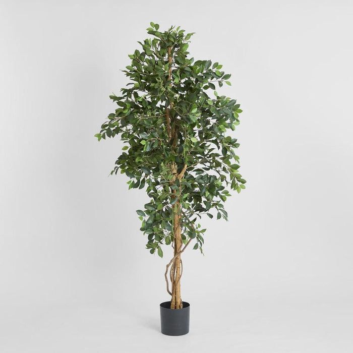 Ficus Retusa Bush Tree 180cm