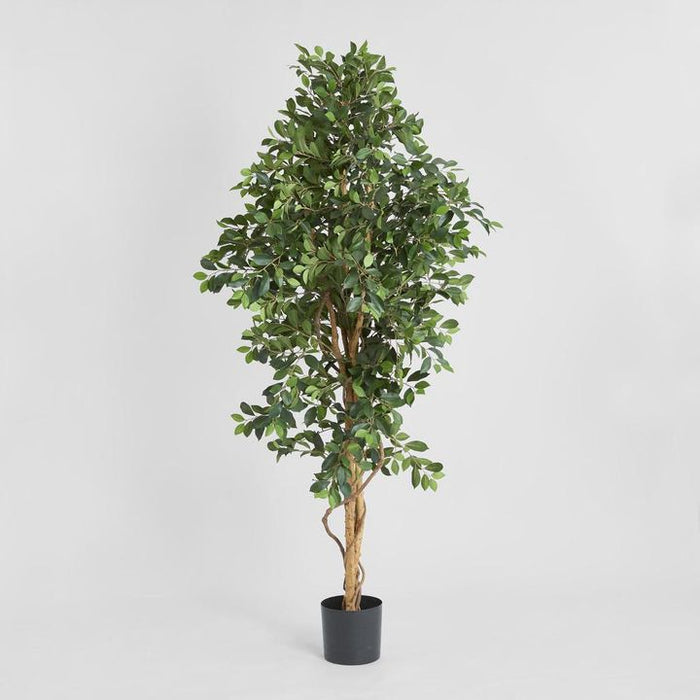 Ficus Retusa Bush Tree 180cm