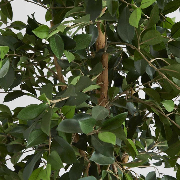 Ficus Retusa Bush Tree 180cm