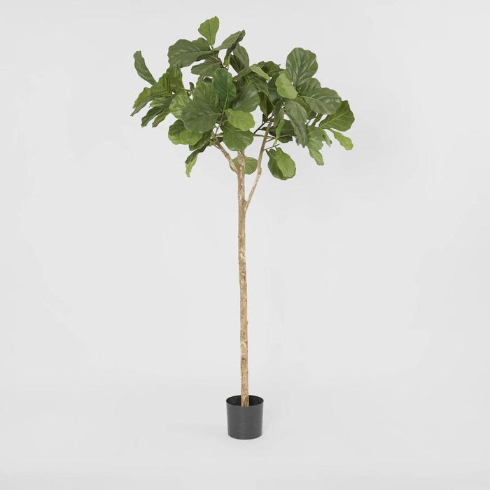 Fiddle Leaf Fig Tree One Stem 200cm