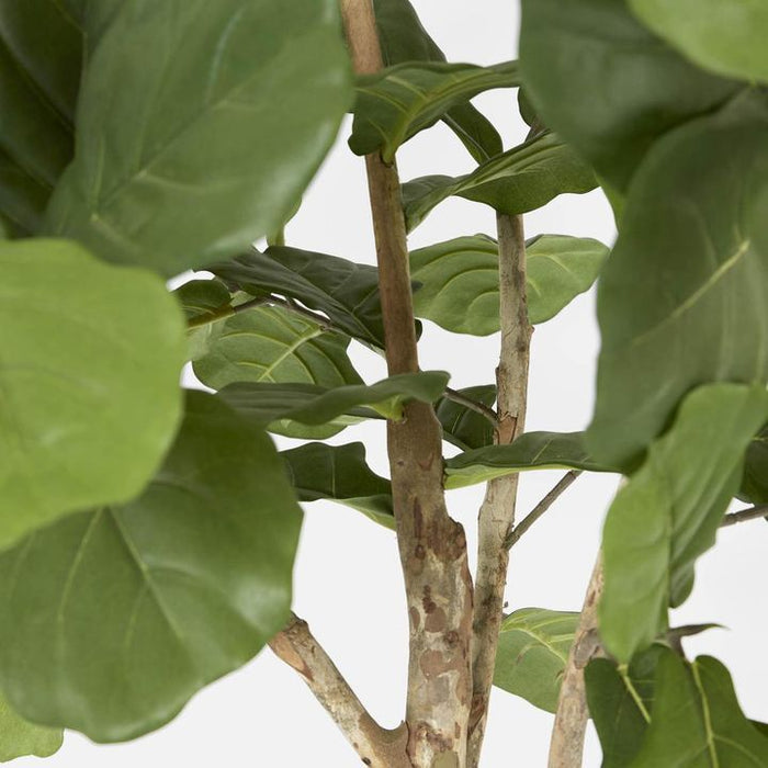 Fiddle Leaf Fig Tree One Stem 200cm