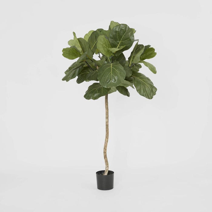 Fiddle Leaf Tree 150cm