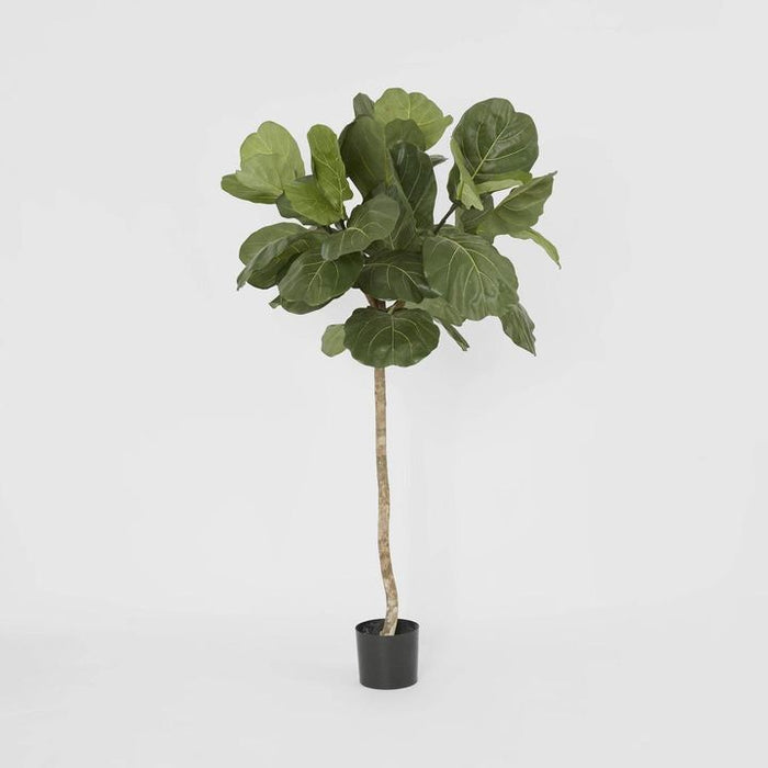 Fiddle Leaf Tree 150cm