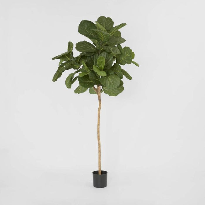 Fiddle Leaf Tree 215cm