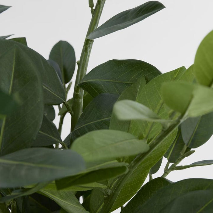 Smargago Potted Plant 66cm
