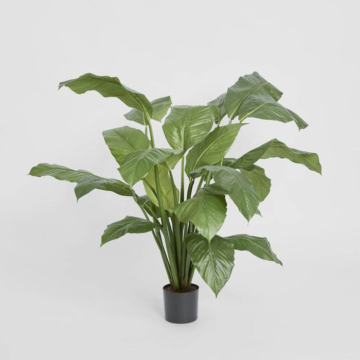 Spathiphyllum Potted Plant 100cm