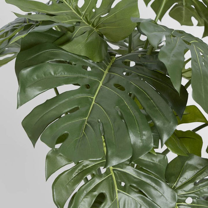 Monstera Split Philo Potted 98cm