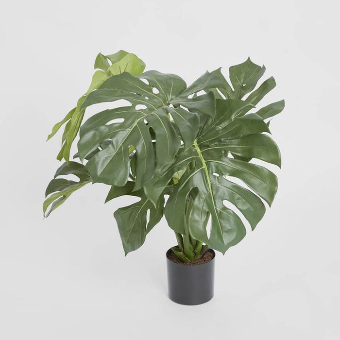 Monstera Split Philo Potted 63cm