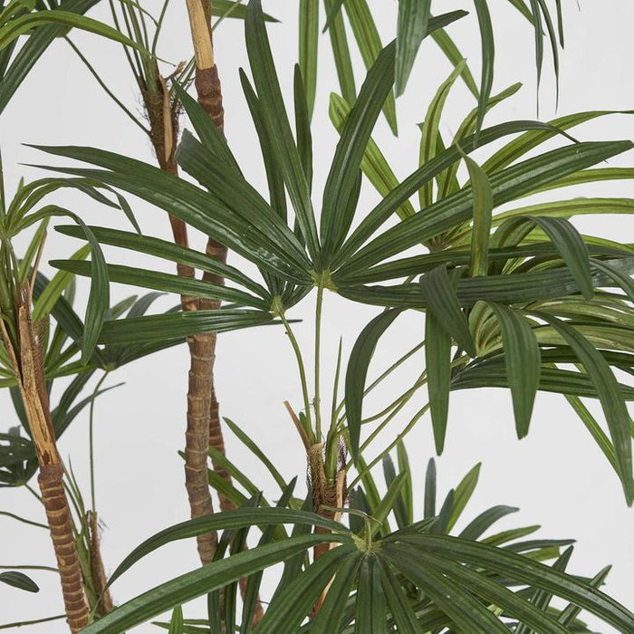 Honey Lady Palm Tree 140cm