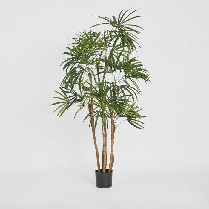 Honey Lady Palm Tree 140cm