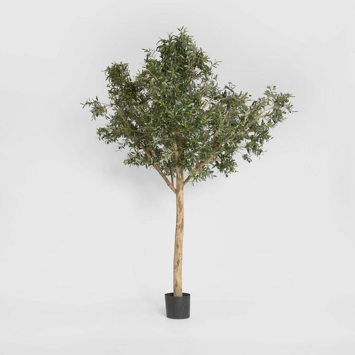 Giant Olive Tree 230cm