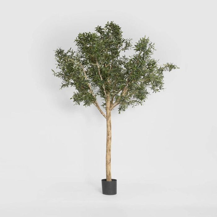 Giant Olive Tree 230cm