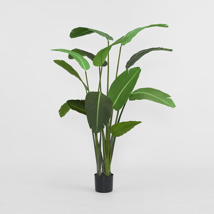Bird of Paradise Tree 180cm