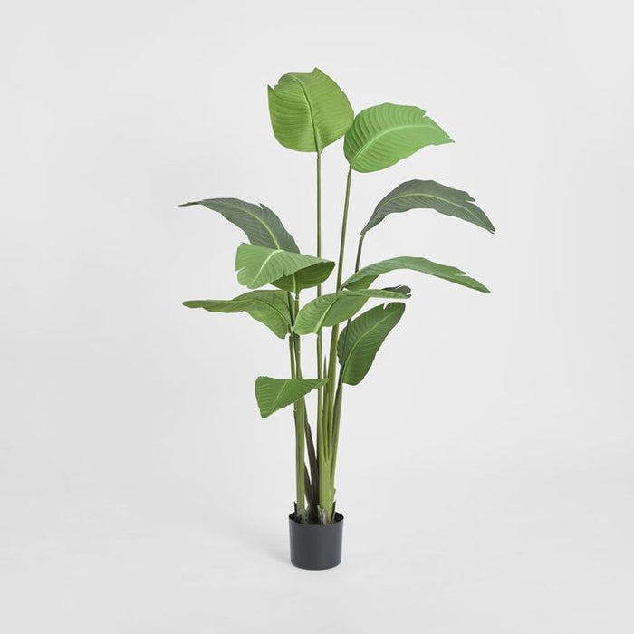 Bird of Paradise Tree 150cm