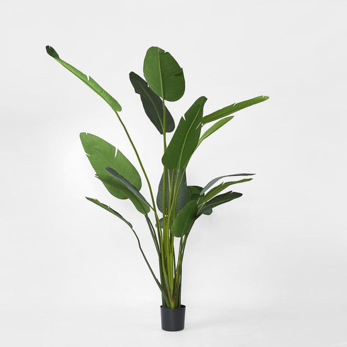 Bird of Paradise Tree 250cm