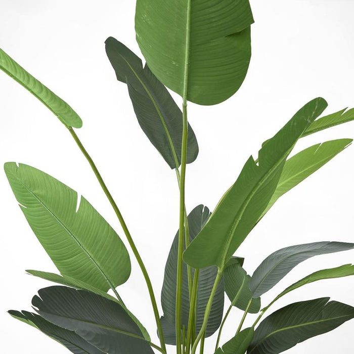 Bird of Paradise Tree 250cm