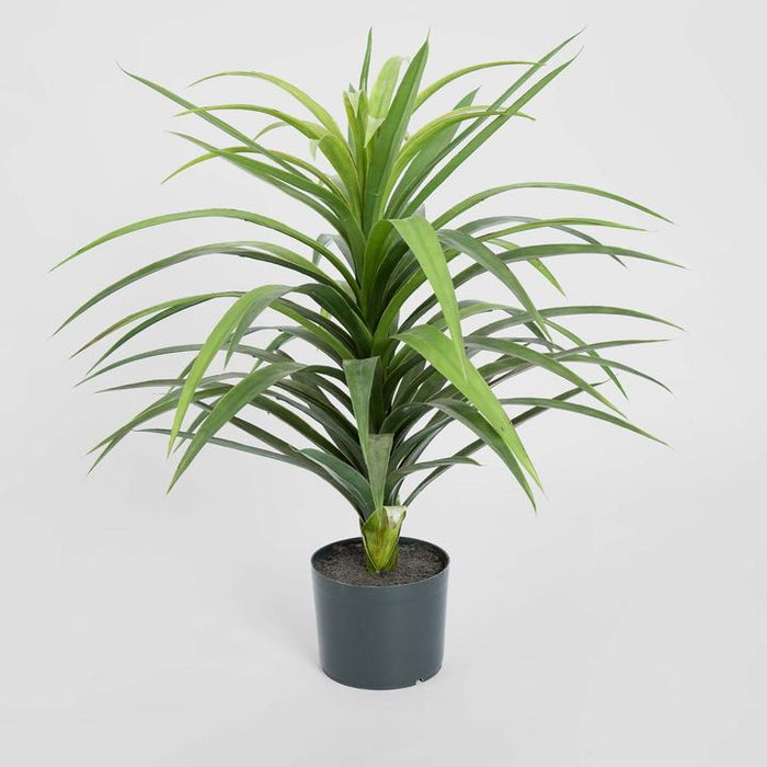 Yucca Plant in Pot 90cm Set of 2