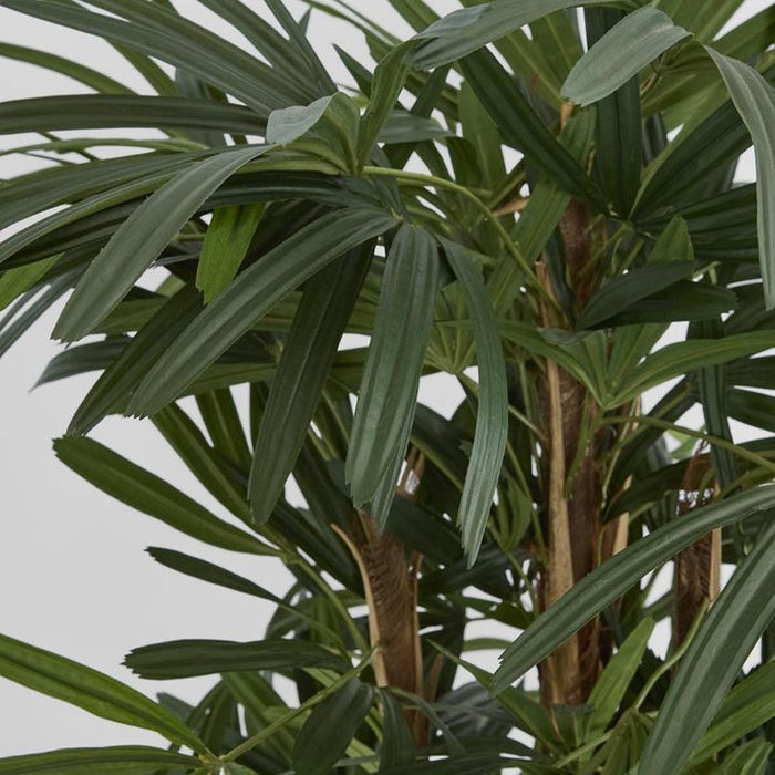 Raphis Palm Tree Thin Leaf 160cm