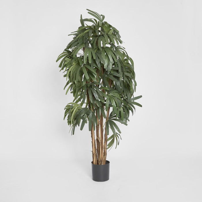 Rhapis Palm Tree Thin Leaf 180cm