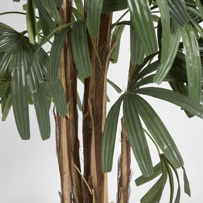 Rhapis Palm Tree Thin Leaf 180cm
