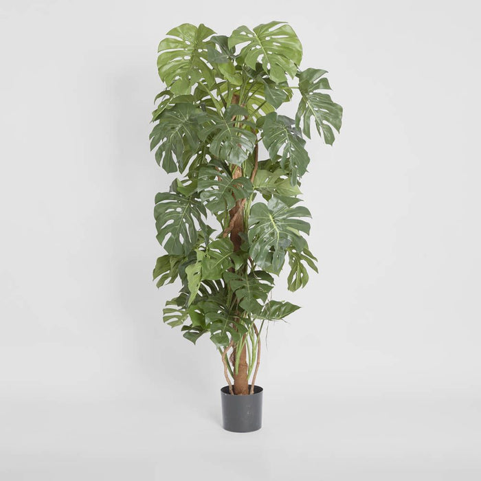 Split-Leaf Philodendron 150cm