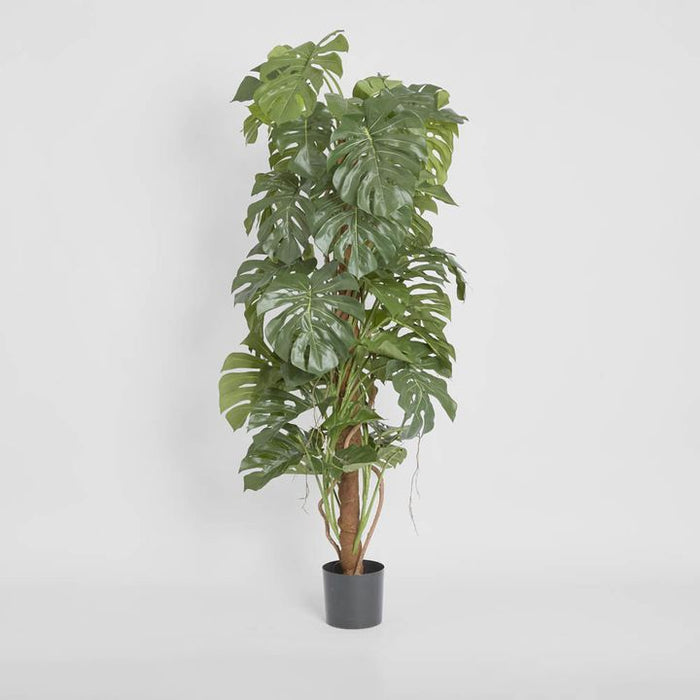 Split-Leaf Philodendron 150cm