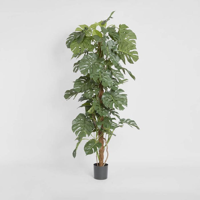 Split-Leaf Philodendron 180cm