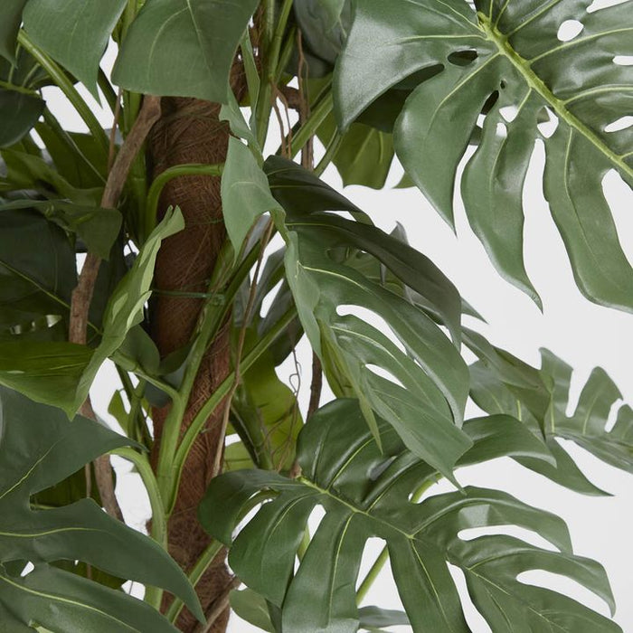 Split-Leaf Philodendron 180cm