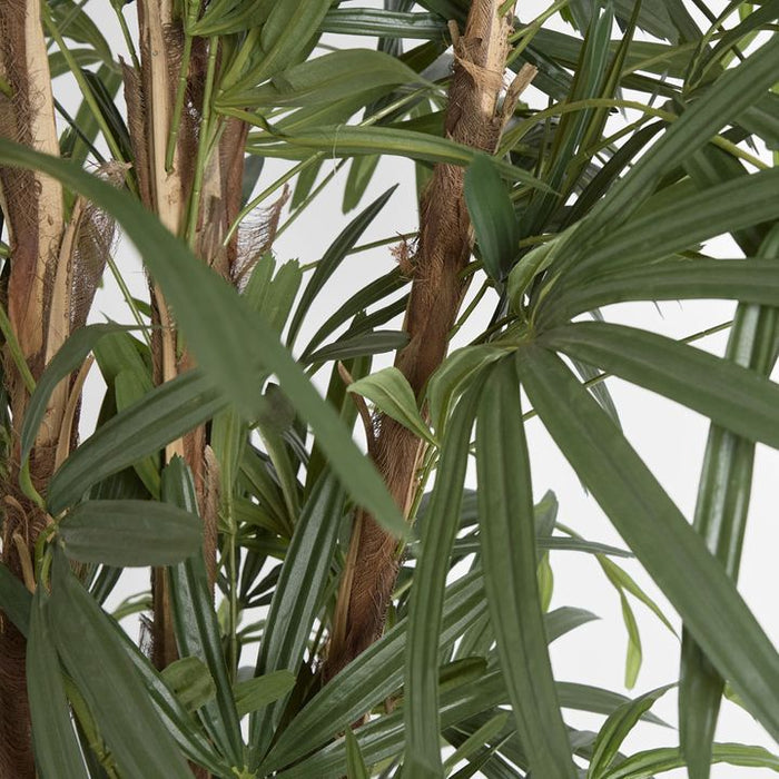 Rhapis Palm Tree Thin Leaf 200cm