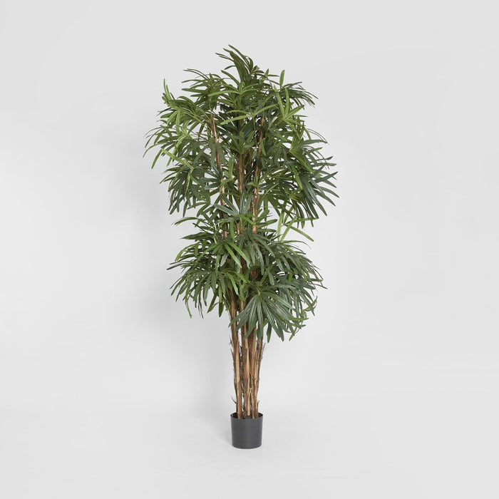 Rhapis Palm Tree Thin Leaf 240cm