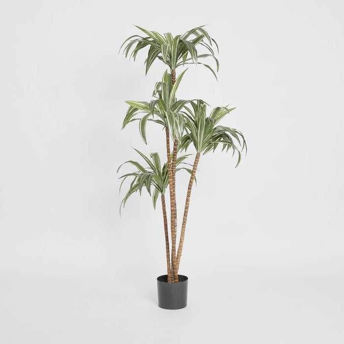 Variegated Dracaena 160cm